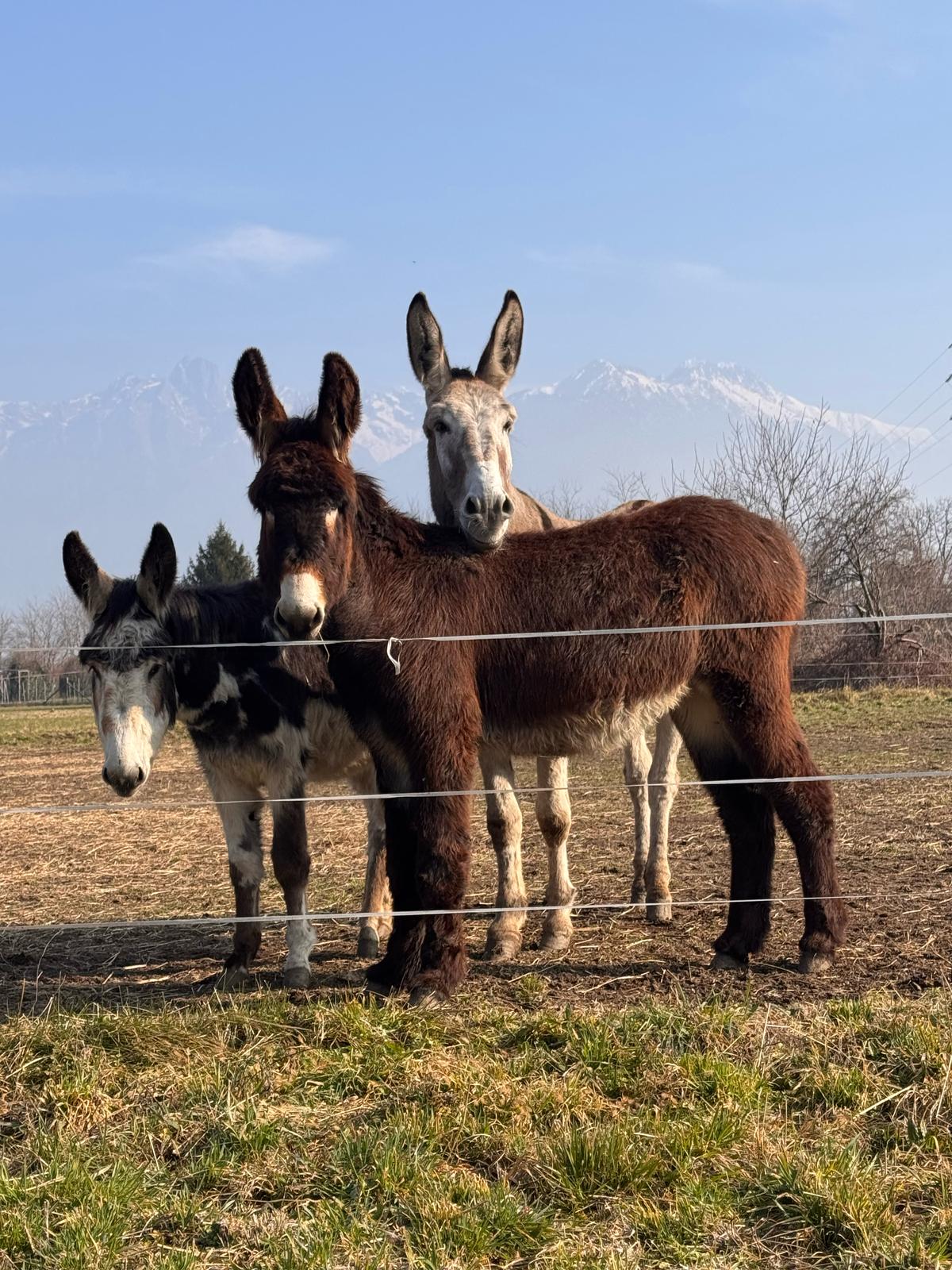 Un Trio Meraviglioso