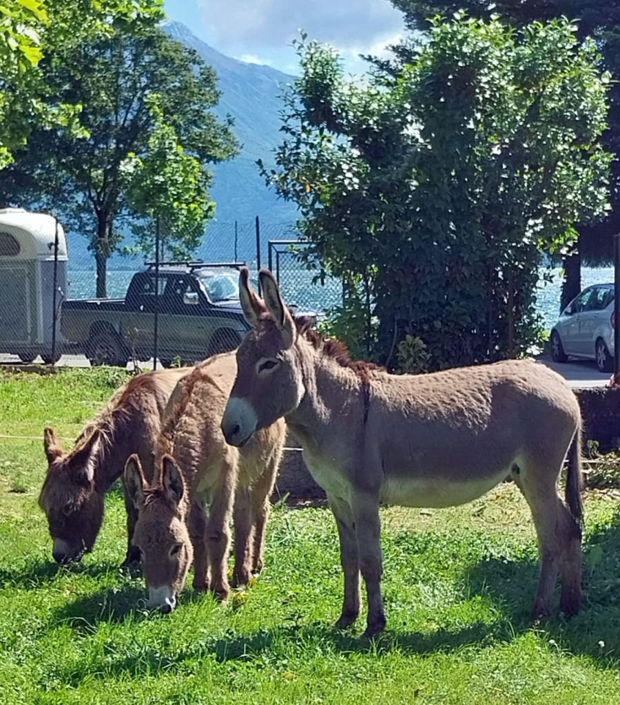 GIORNATA INCLUSIVA Con le ragazze e I ragazzi dell’IC Malgesini di Gravedona (CO).